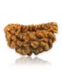 1 Mukhi Rudraksha 30.43 MM