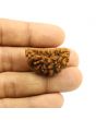 1 Mukhi Rudraksha 30.43 MM
