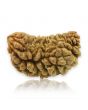 1 Mukhi Rudraksha 29.52 MM
