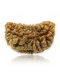 1 Mukhi Rudraksha 29.52 MM