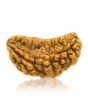 1 Mukhi Rudraksha 31.42 MM