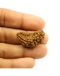 1 Mukhi Rudraksha 31.42 MM