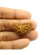 1 Mukhi Rudraksha 31.42 MM