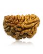 1 Mukhi Rudraksha 29.07 MM