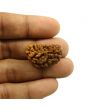 1 Mukhi Rudraksha 29.07 MM