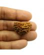 1 Mukhi Rudraksha 29.07 MM