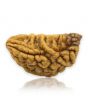 1 Mukhi Rudraksha 30.4 MM