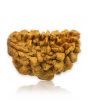 1 Mukhi Rudraksha 26.73 MM