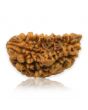 1 Mukhi Rudraksha 26.2 MM