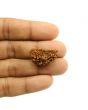 1 Mukhi Rudraksha 26.2 MM