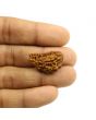 1 Mukhi Rudraksha 26.2 MM