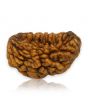 1 Mukhi Rudraksha 29.12 MM