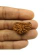 1 Mukhi Rudraksha 29.12 MM