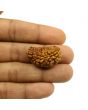 1 Mukhi Rudraksha 29.12 MM