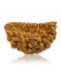 1 Mukhi Rudraksha 28.67 MM