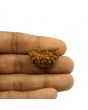 1 Mukhi Rudraksha 28.67 MM