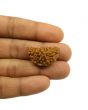 1 Mukhi Rudraksha 28.67 MM