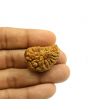 1 Mukhi Rudraksha 31.37 MM