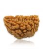 1 Mukhi Rudraksha 28.78 MM