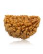 1 Mukhi Rudraksha 28.78 MM