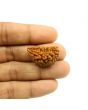 1 Mukhi Rudraksha 28.78 MM