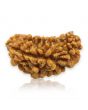 1 Mukhi Rudraksha 28.94 MM