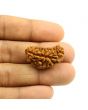 1 Mukhi Rudraksha 28.94 MM