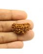 1 Mukhi Rudraksha 28.94 MM