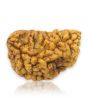 1 Mukhi Rudraksha 25.65 MM