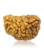 1 Mukhi Rudraksha 25.65 MM