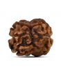 2 Mukhi Rudraksha (Nepal) 15.8 MM