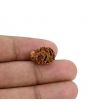 2 Mukhi Rudraksha (Nepal) 15.8 MM