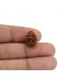 2 Mukhi Rudraksha (Nepal) 15.8 MM