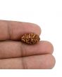 2 Mukhi Rudraksha (Nepal) 15.8 MM