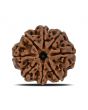 8 Mukhi Rudraksha (Nepal) 25.49 MM