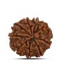 9 Mukhi Rudraksha (Nepal) 23.11 MM