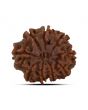 9 Mukhi Rudraksha (Nepal) 21.53 MM