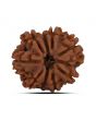 9 Mukhi Rudraksha (Nepal) 21.52 MM