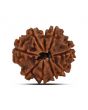 9 Mukhi Rudraksha (Nepal) 21.52 MM