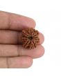 9 Mukhi Rudraksha (Nepal) 21.52 MM
