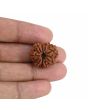 9 Mukhi Rudraksha (Nepal) 21.52 MM