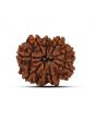 9 Mukhi Rudraksha (Nepal) 25.08 MM