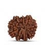 9 Mukhi Rudraksha (Nepal) 25.08 MM