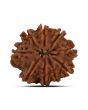 9 Mukhi Rudraksha (Nepal) 20.56 MM
