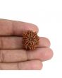 9 Mukhi Rudraksha (Nepal) 20.56 MM