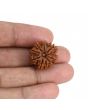 9 Mukhi Rudraksha (Nepal) 20.56 MM