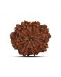 9 Mukhi Rudraksha (Nepal) 22.23 MM