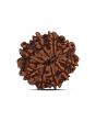 9 Mukhi Rudraksha (Nepal) 21.23 MM