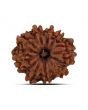 9 Mukhi Rudraksha (Nepal) 21.49 MM