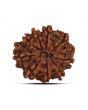 9 Mukhi Rudraksha (Nepal) 21.49 MM